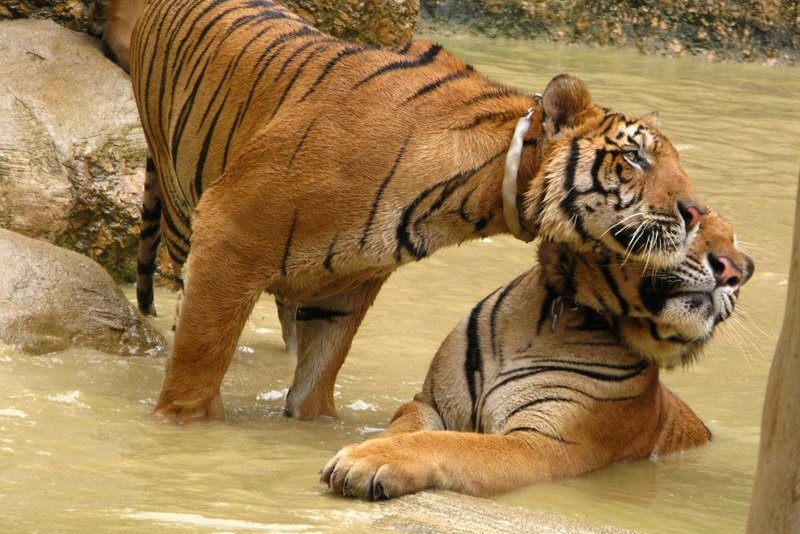 Close Encounter at Thailand’s Tiger Temple