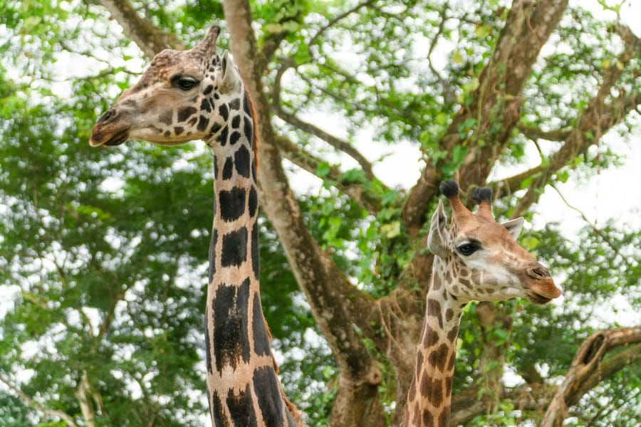 singapore zoo tourist