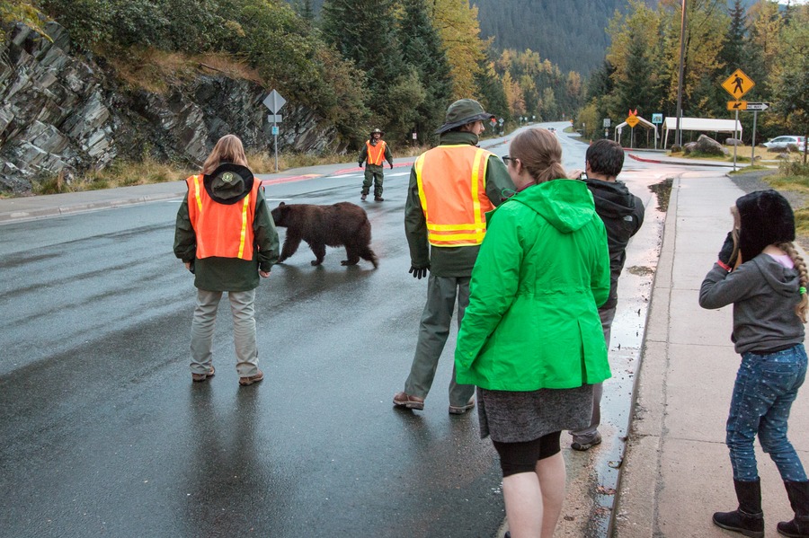 5 Ways For Kids To See Wildlife In Juneau, Alaska