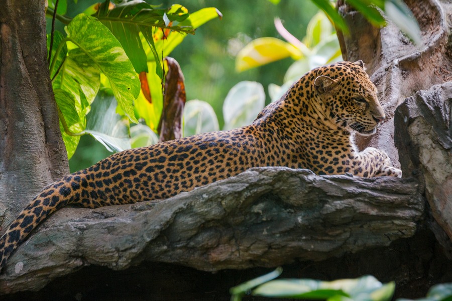 Interesting Facts about Leopard - Taman Safari Bali