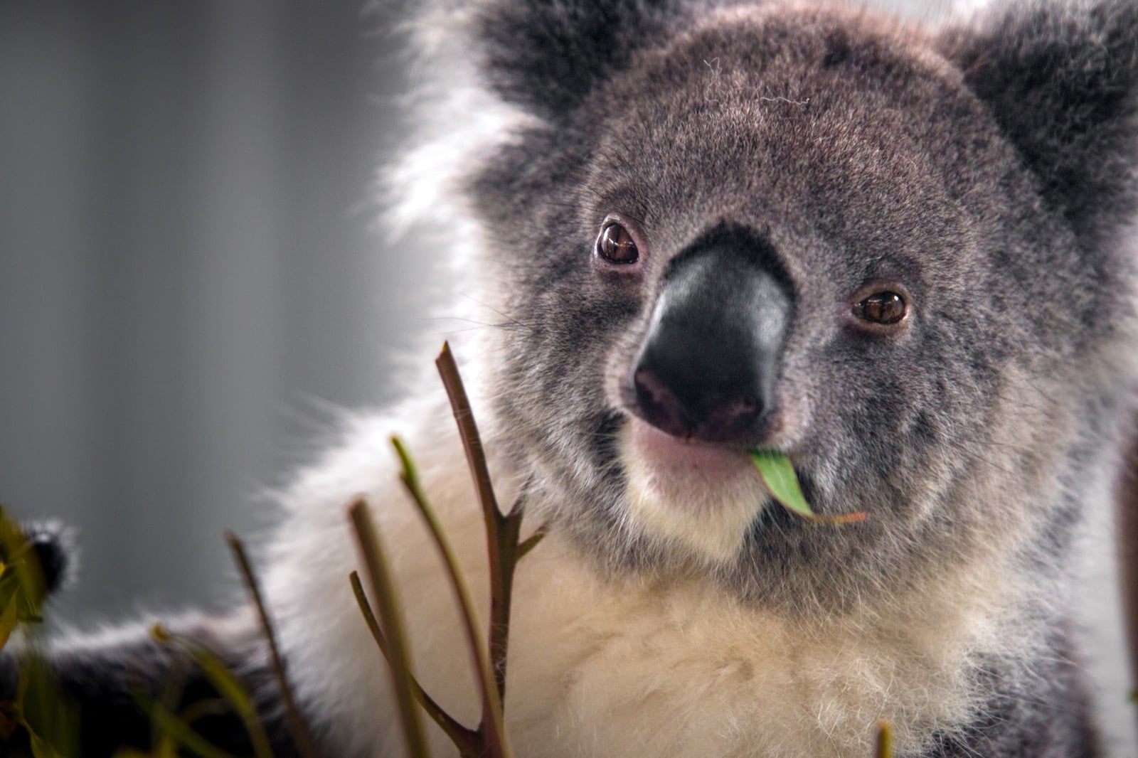 How To Choose An Australia ESIM For Travel