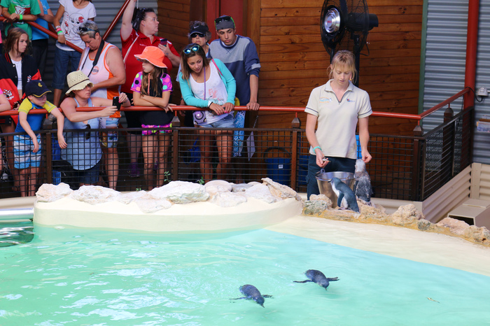 penguin_island_tour_IMG_3637.JPG