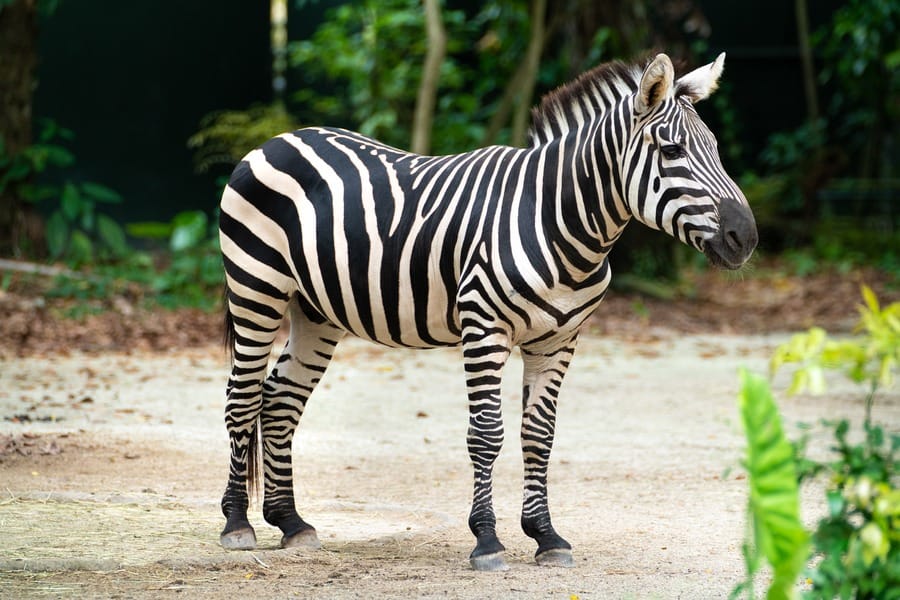 Singapore Zoo Animals