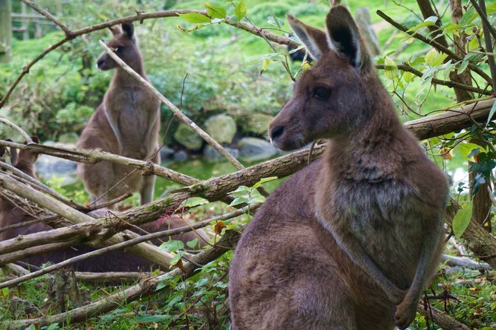 fota_wildlife_park_DSC03932.JPG