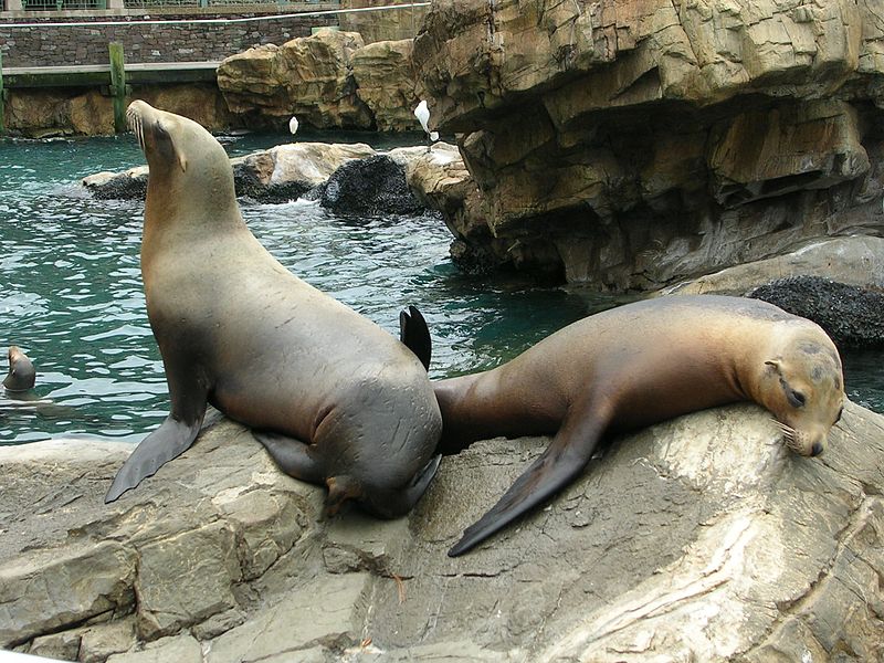 800px-Sealions.JPG