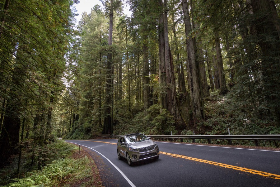 Photography Tour Around The Redwoods & Oregon Coast