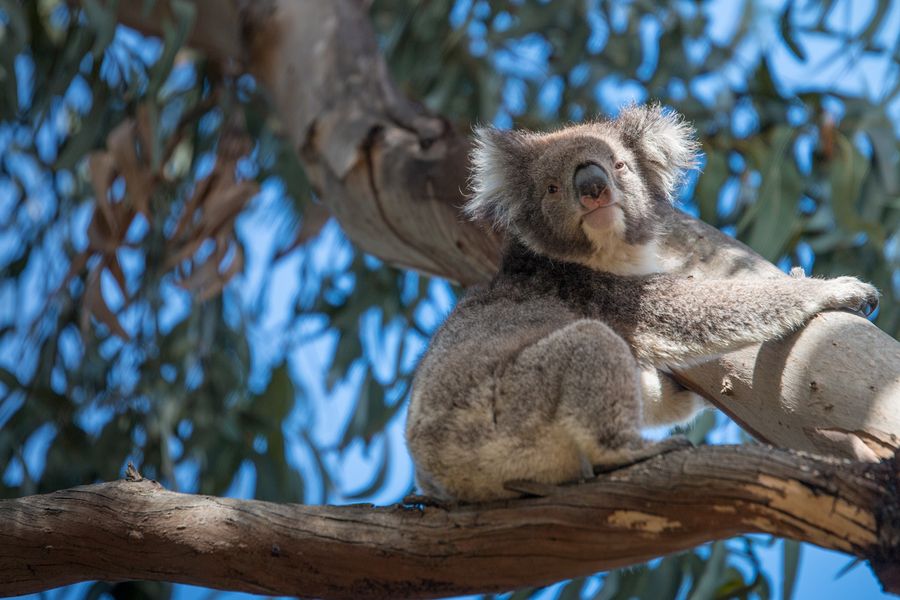 9 Cutest Australian Animals Can You Eat Them?