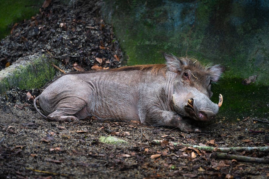 singapore zoo tourist