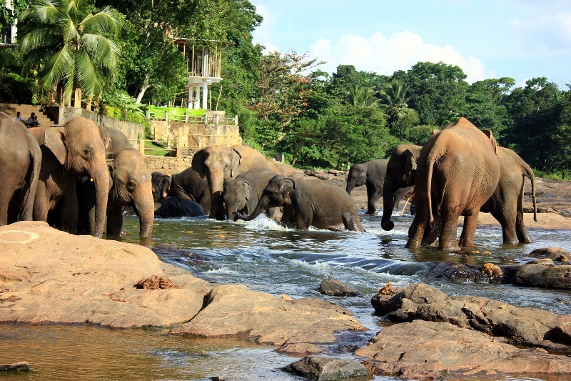 Top 3 Places You Can't Afford To Miss In Sri Lanka