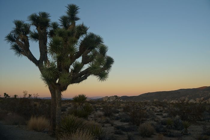 Why You Should Rethink the Google Map That Says it’s 6 Hours from San Diego to Palm Springs to Joshua Tree to Vegas