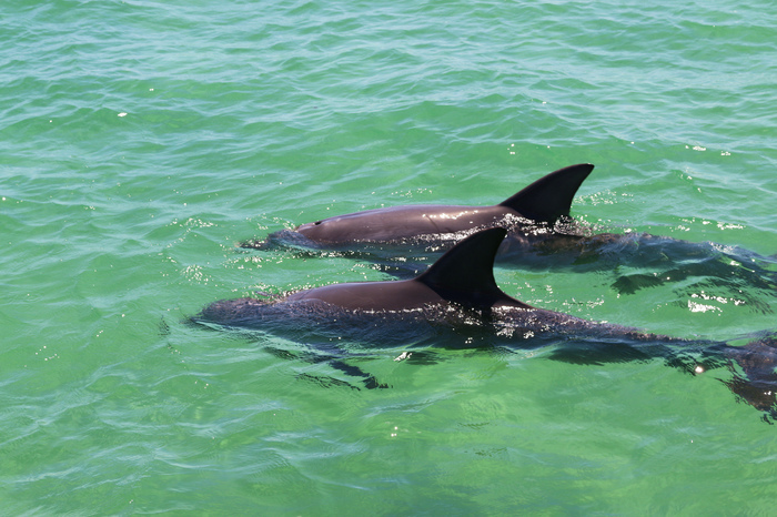 Penguin Island: The Locals Best Kept Secret