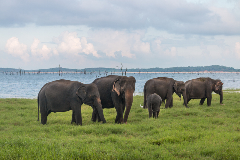 Sri Lanka
