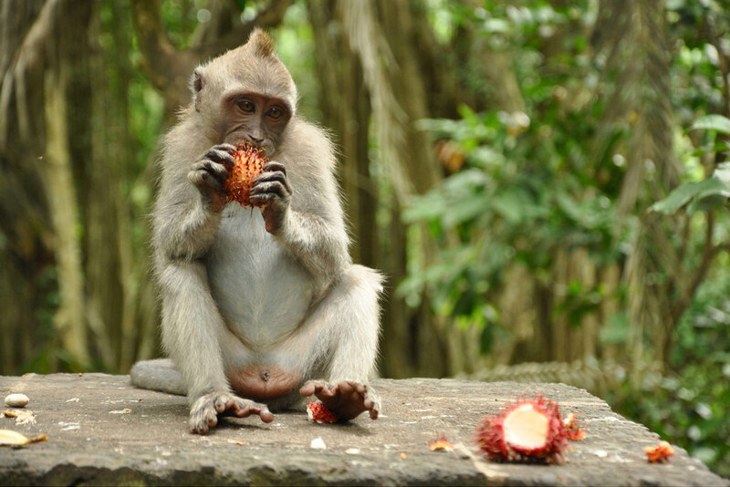 Ubud: From Monkeys To Masterpieces