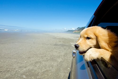 How To Travel With A Pet
