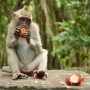 Ubud: From Monkeys To Masterpieces