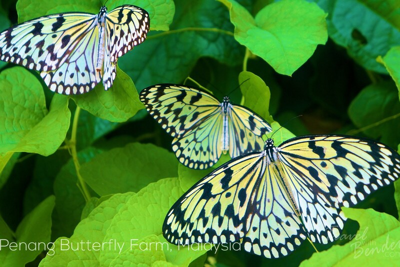 Penang Butterfly Farm Not As Bad As I Thought