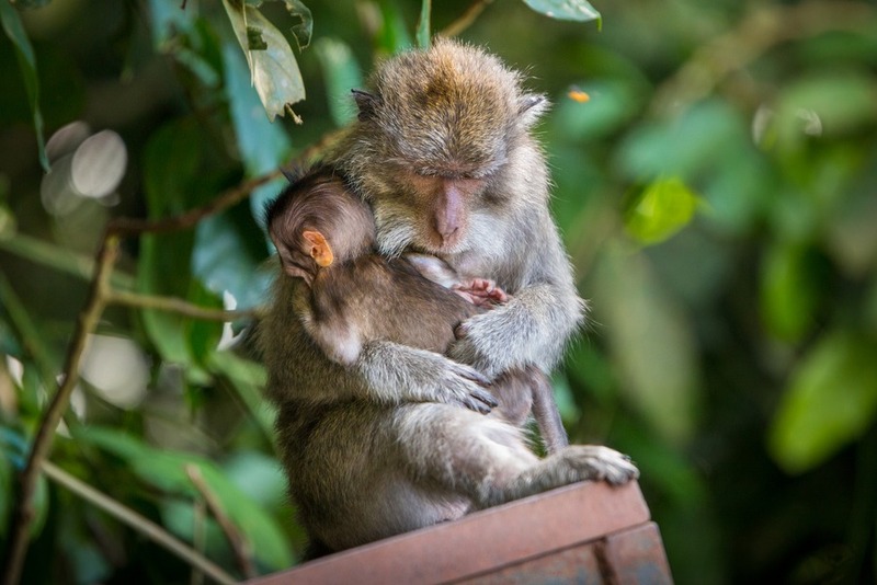 Bali With Kids: Top 51 Things To Do