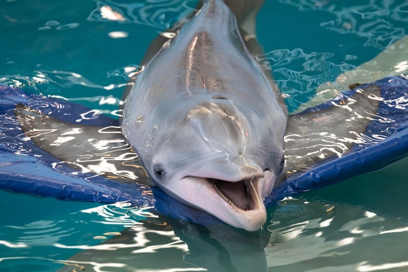 Clearwater Marine Aquarium Changed The Way I See Dolphins Forever