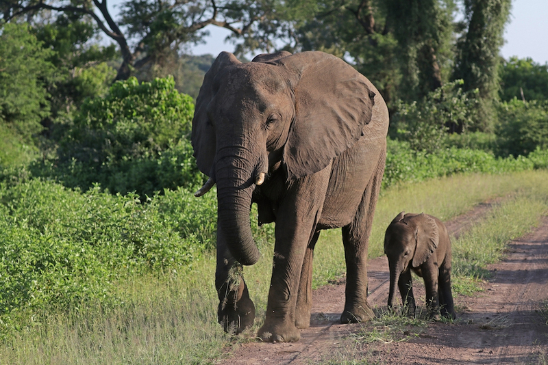 Tips For Planning Your Trip To Africa