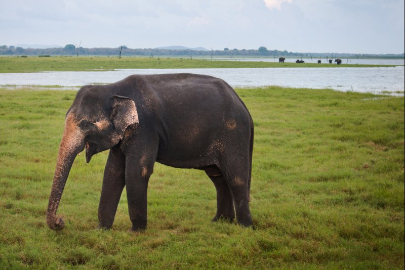 Kaudulla Elephant Safari: Up Close With Sri Lanka’s Wild Elephants