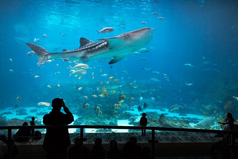 5 Things To Do In Atlanta With Kids
