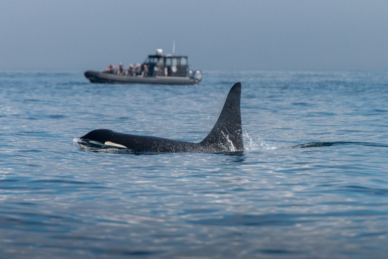 Whale Watching In Baja California
