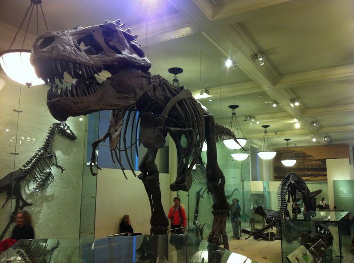 You Won’t Find Alex the Lion at Central Park Zoo, But You Will Find the T-Rex at the American Museum of Natural History in New York