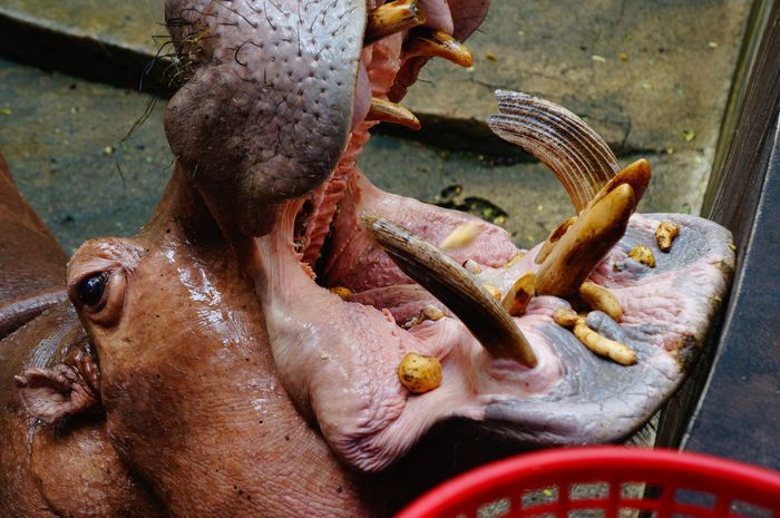 Hungry Hungry Hippos at Chiang Mai Zoo