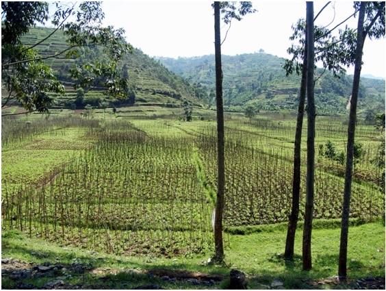 5 Things To Do in Rwanda