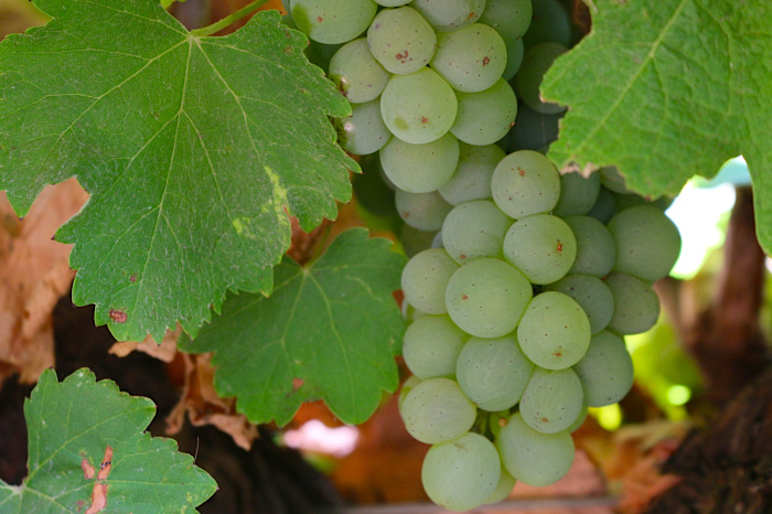 The Ultimate Guide To A Weekend In Australia’s Margaret River Wine Region & Dunsborough