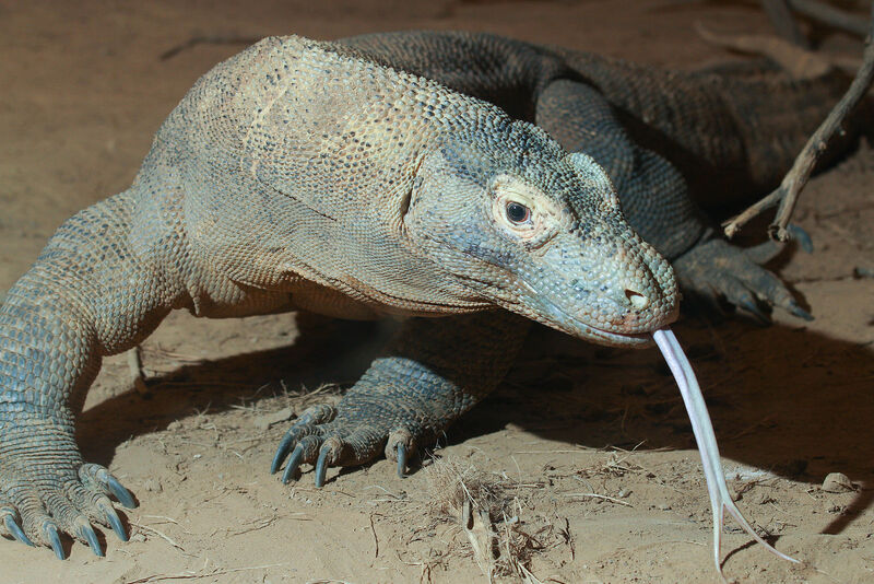 A Trip To Komodo National Park