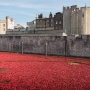 The Tower Of London Poppies: History In The Making