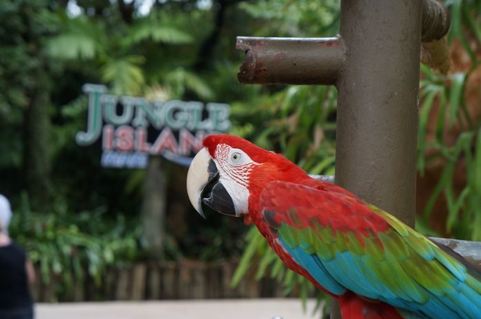I Saw A Liger At Jungle Island, Miami