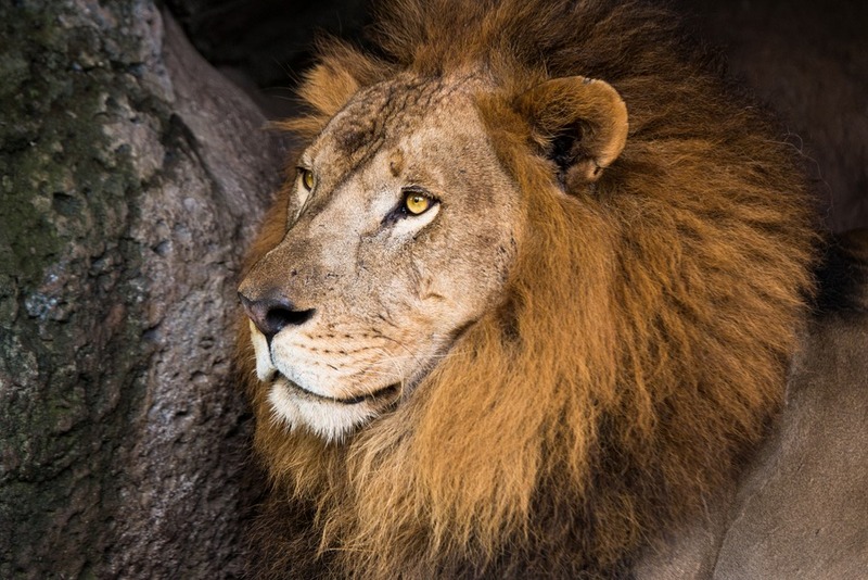 Bali Safari and Marine Park: Back For More