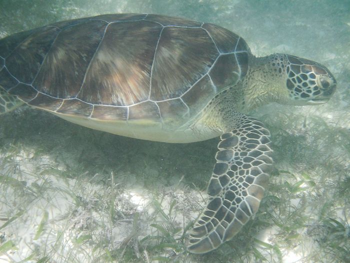 Swimming With Wild Sea Turtles At Akumal, Mexico
