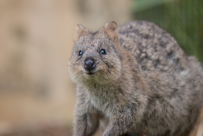 Rottnest Day Trip: Only Place In The World For That Elusive #QuokkaSelfie