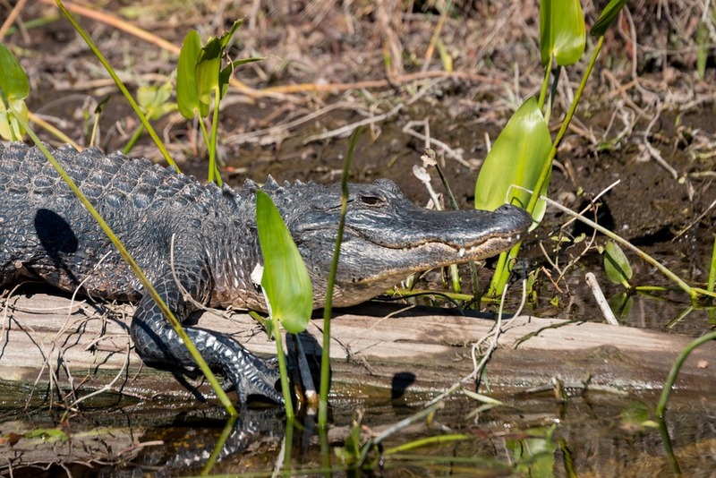 10 Things To Do in Tallahassee With Kids