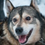 Husky Sledding In Lapland: My Favourite Safari In Rovaniemi