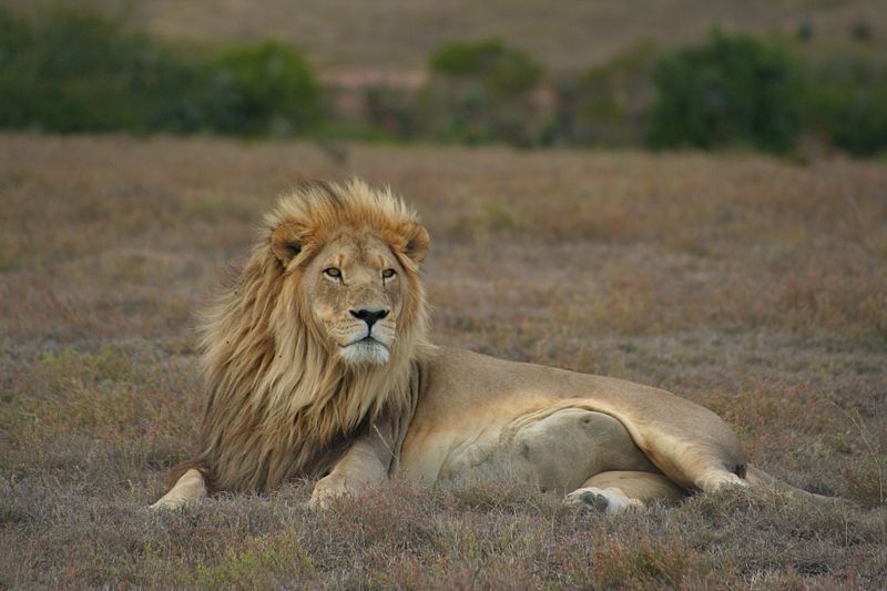 Top 5 Safari Destinations