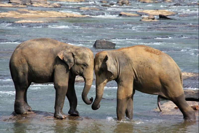 What you Need to Organize a Trip in Sri Lanka