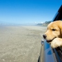 How To Travel With A Pet