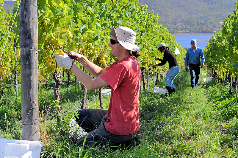 Renowned Australian Wineries – Where To Get The Best Wine In Australia