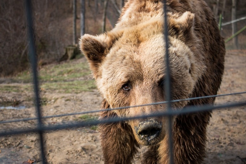 Libearty Bear Sanctuary: Face To Face With The Rescued Bears Of Romania
