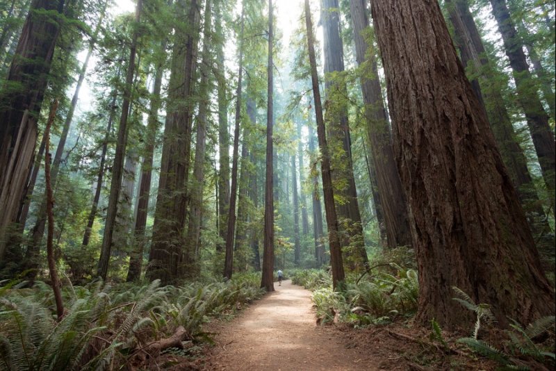 Photography Tour Around The Redwoods & Oregon Coast